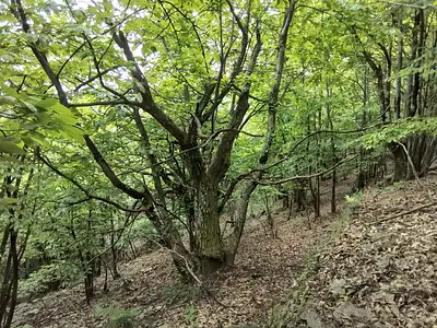 Terrain, 76 539 m²