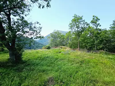 Terrain