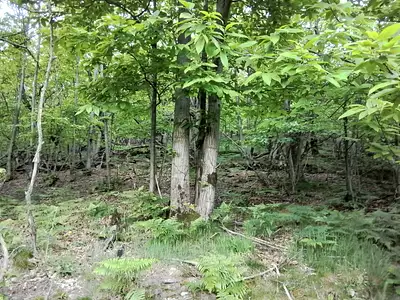 Terrain, 76 539 m²
