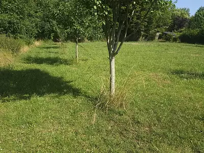 Terrain, 1 241 m²
