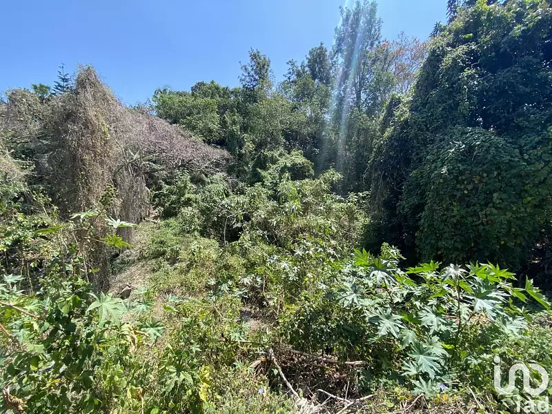 Terrain