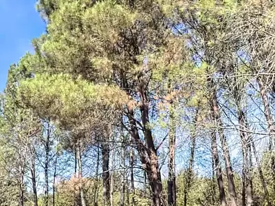 Terrain, 270 000 m²