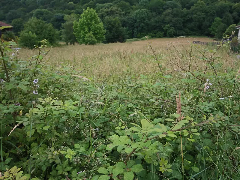 Terrain, 1 531 m²