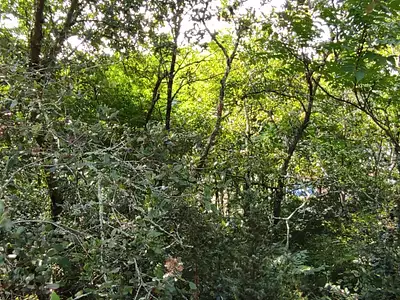 Terrain, 1 547 m²