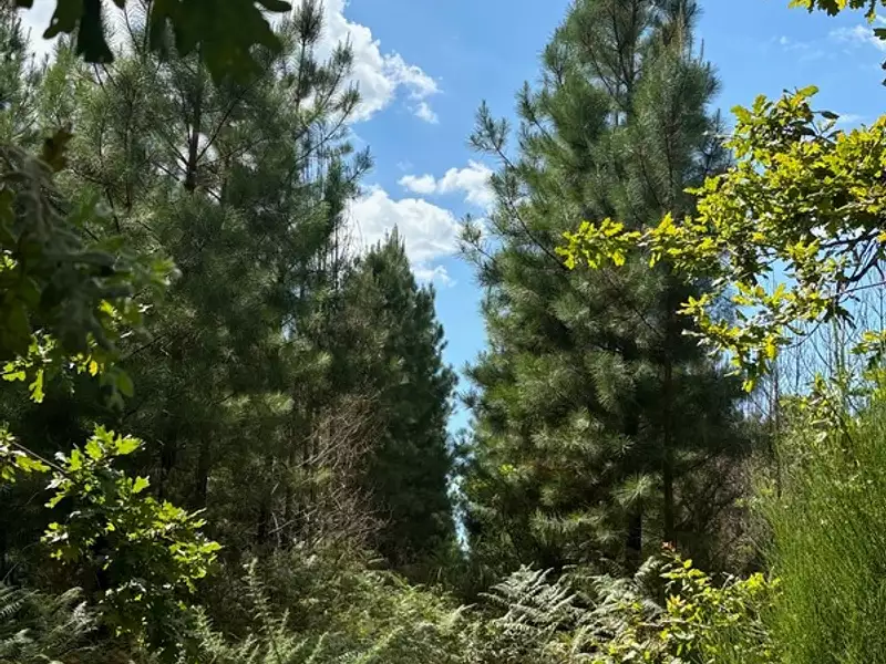 Terrain, 162 066 m²