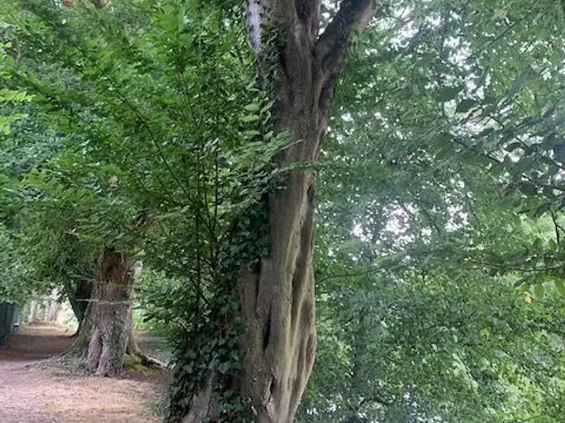 Terrain