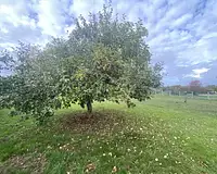 Terrain, 869 m²