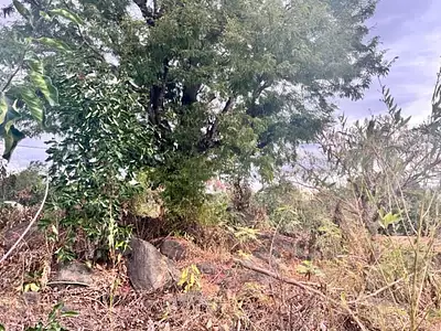Terrain, 1 323 m²