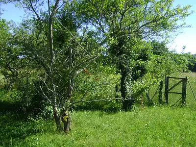 Terrain, 1 514 m²