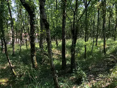 Terrain, 1 999 m²