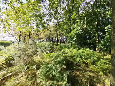 Terrain