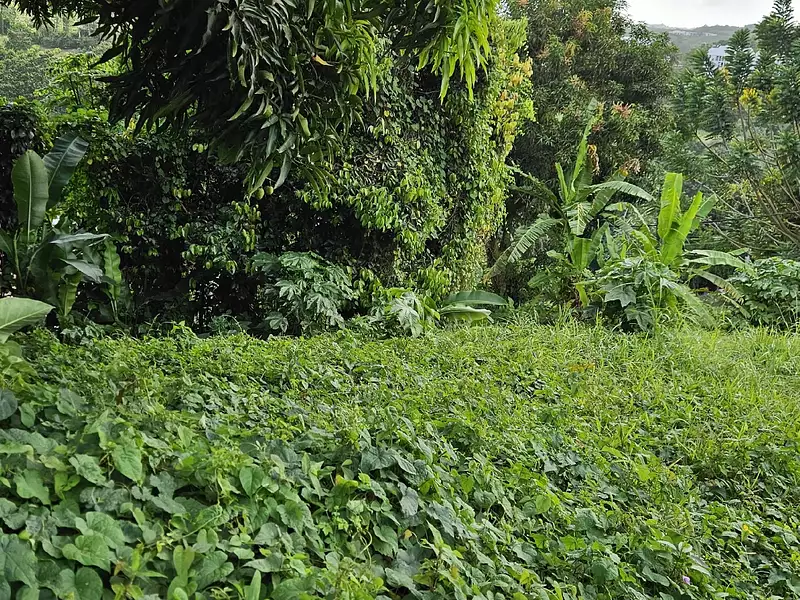 Terrain, 773 m²