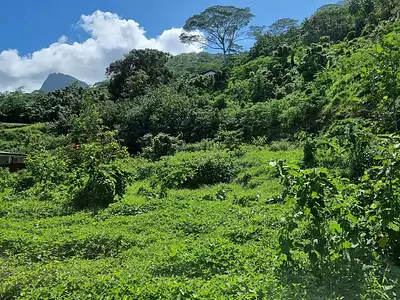 Terrain, 895 m²