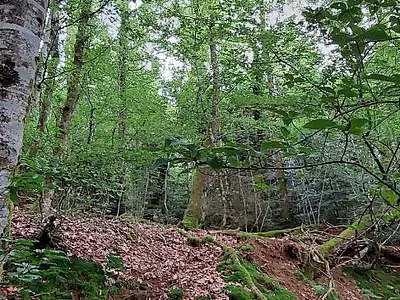 Terrain, 9 088 m²