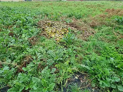 Terrain, 932 m²
