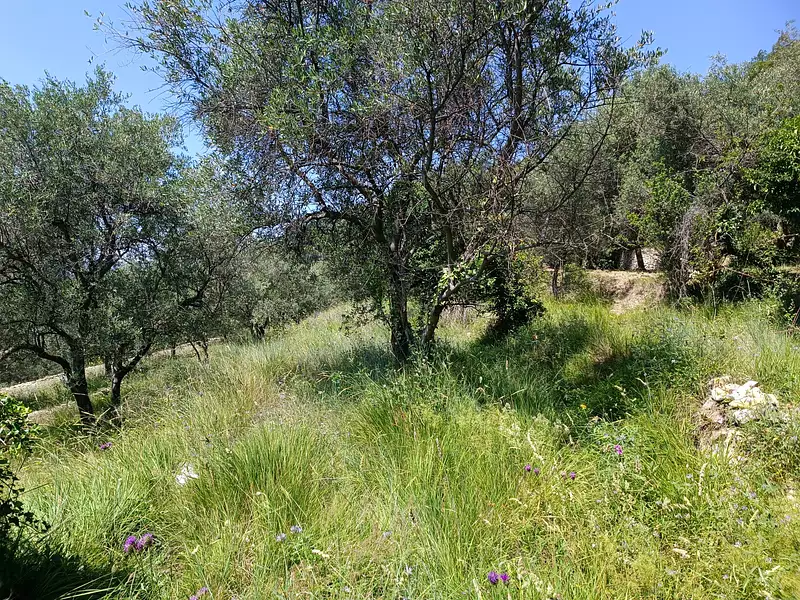Terrain, 6 000 m²