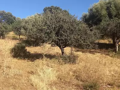 Terrain, 2 900 m²