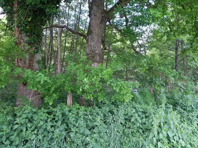 Terrain, 405 m²