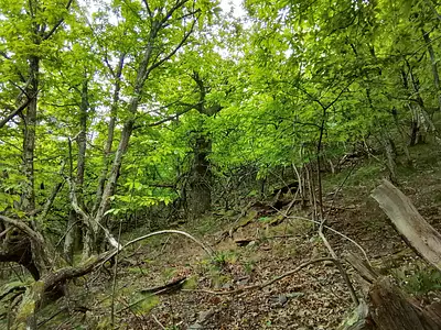 Terrain, 76 539 m²