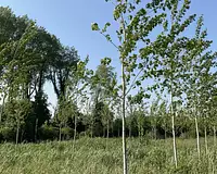 Terrain, 2 600 m²