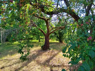 Terrain, 990 m²