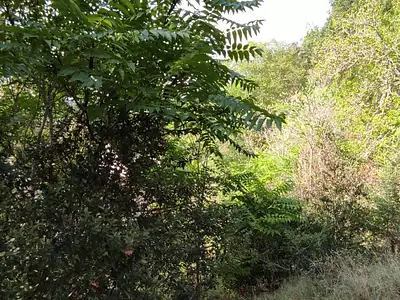 Terrain, 1 547 m²