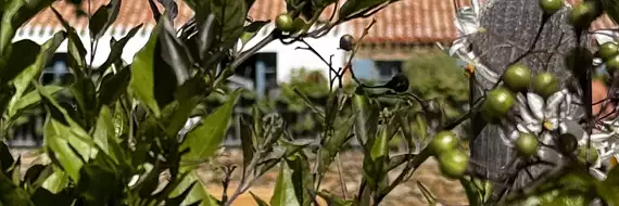 Isabelle G. Properties 