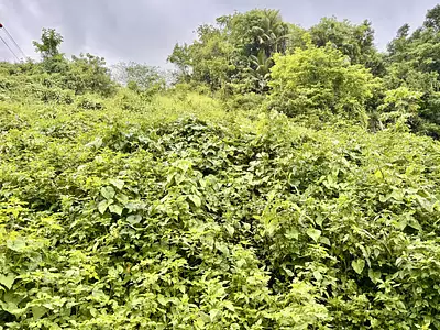 Terrain, 1 212 m²