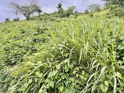 Terrain, 1 212 m²
