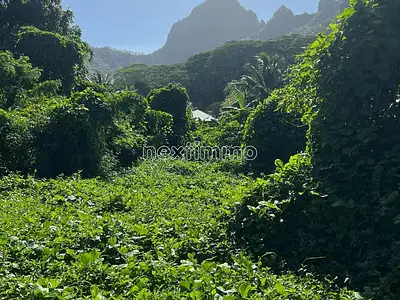 Terrain, 1 650 m²