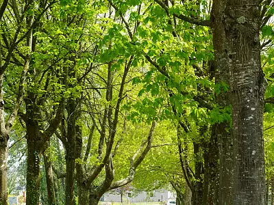 L'Orée de la Massaye