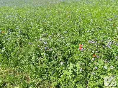 Terrain, 459 m²