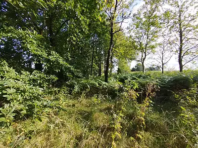 Terrain