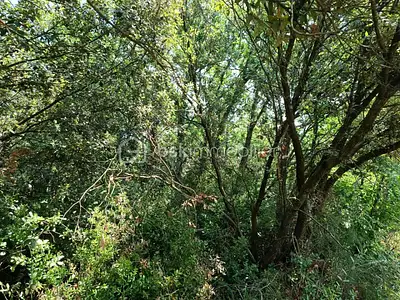 Terrain, 14 090 m²