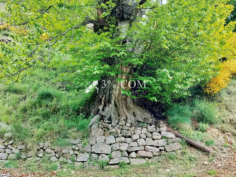 Maison, 195 m²