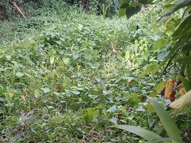 Terrain, 1 200 m²