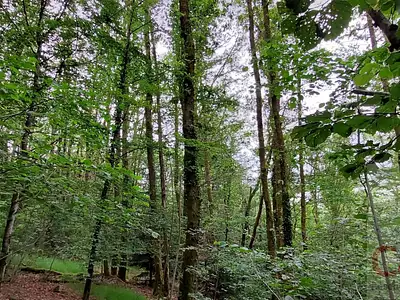 Terrain, 9 088 m²