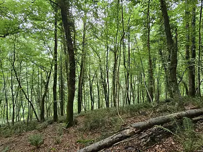 Terrain, 16 800 m²