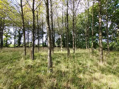 Terrain