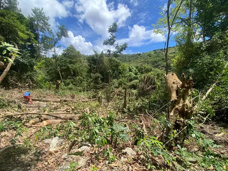 Terrain, 1 981 m²