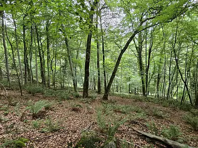 Terrain, 16 800 m²