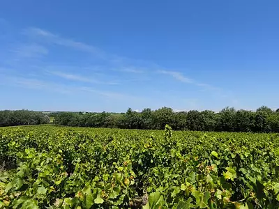 Terrain, 200 000 m²