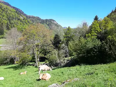 Terrain
