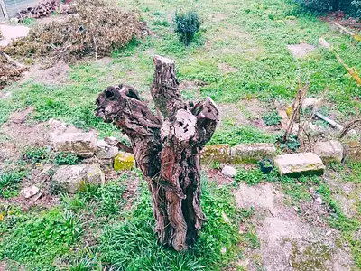 Terrain, 850 m²