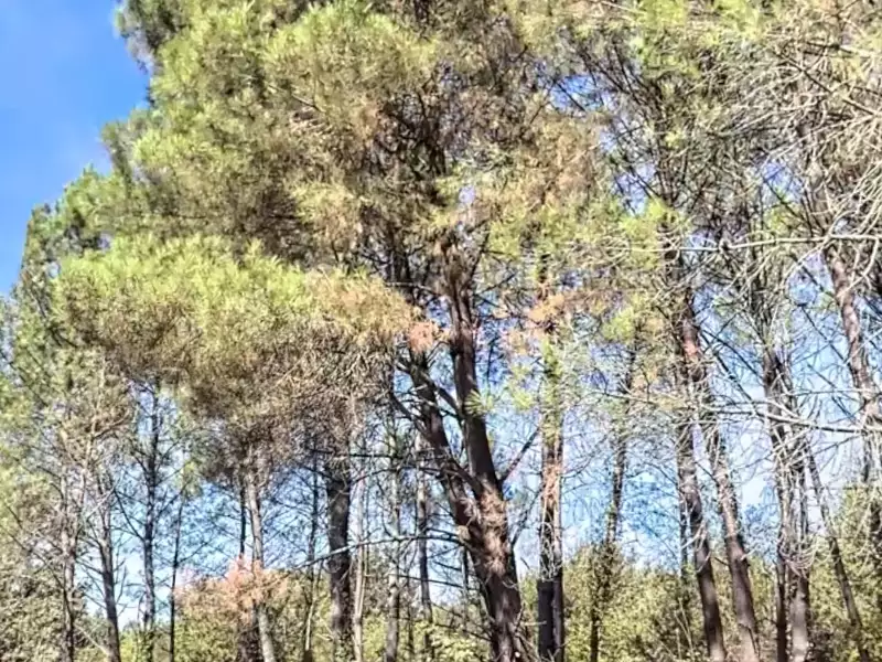 Terrain, 270 000 m²