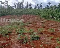 Terrain, 167 518 m²