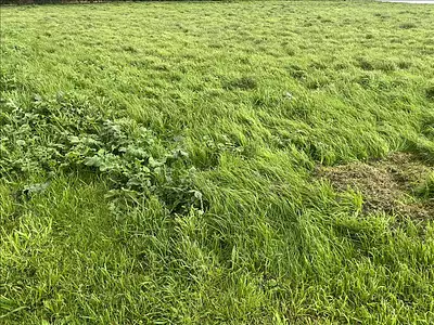 Terrain, 1 445 m²