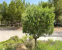 Appartement, 52,36 m²