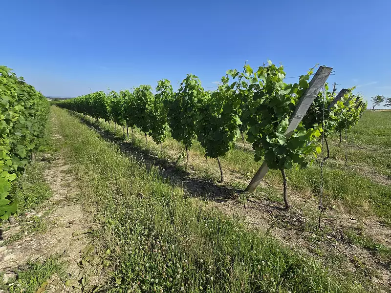 Terrain, 146 120 m²