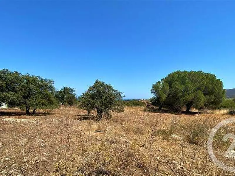 Terrain